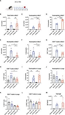 Differential protease content of mast cells and the processing of IL-33 in Alternaria alternata induced allergic airway inflammation in mice